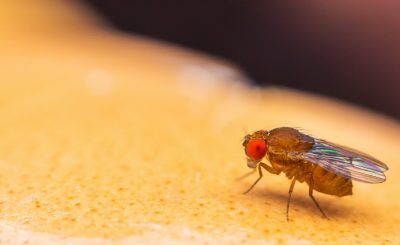 Comment se débarrasser des mouches à fruits ?